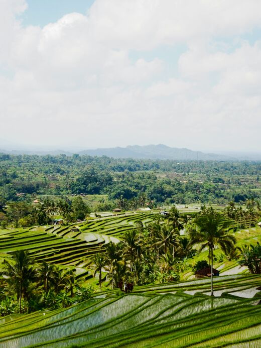 Рисовые террасы Джатилувих