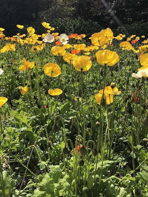 Островной парк Ноконосима