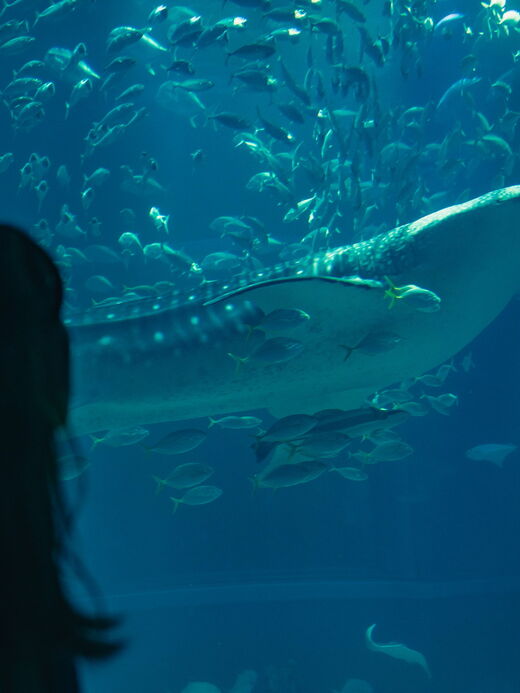 Океанариум Осаки Кайюкан