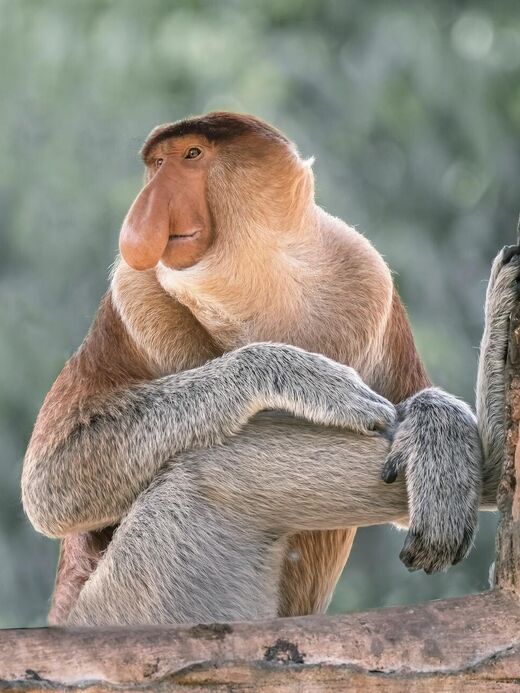 Заповедник носачей залива Лабук