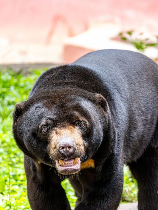 Центр сохранения солнечных медведей Борнео