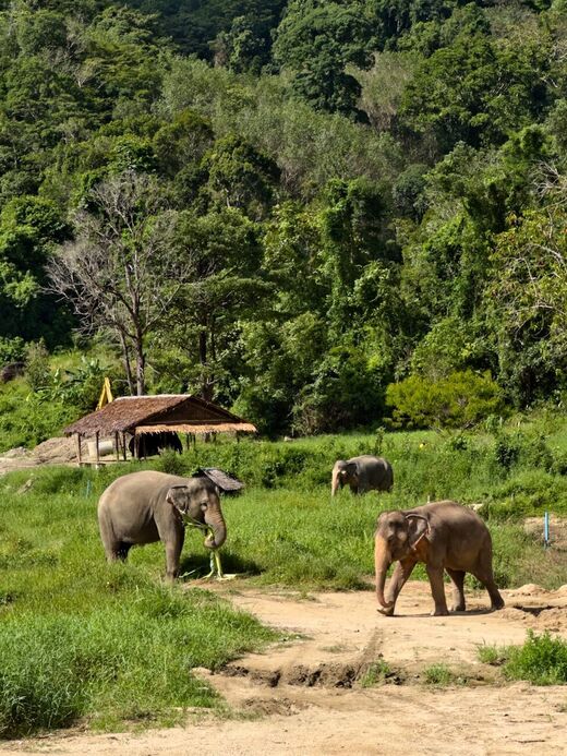 Заповедник слонов Пхукета